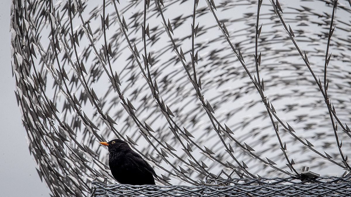 Un mirlo se sienta entre alambres de púas en la pared de la prisión de Frankfurt, Alemania, el 15 de junio de 2020.