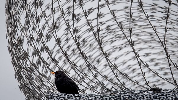 Un mirlo se sienta entre alambres de púas en la pared de la prisión de Frankfurt, Alemania, el 15 de junio de 2020. Un mirlo se sienta entre alambres de púas en la pared de la prisión de Frankfurt, Alemania, el 15 de junio de 2020.