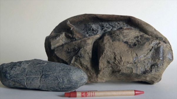 Sorprendente hallazgo en la Antártida chilena Sorprendente hallazgo en la Antártida chilena