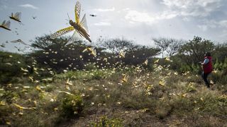 Kenya races to prevent new locust plague threat
