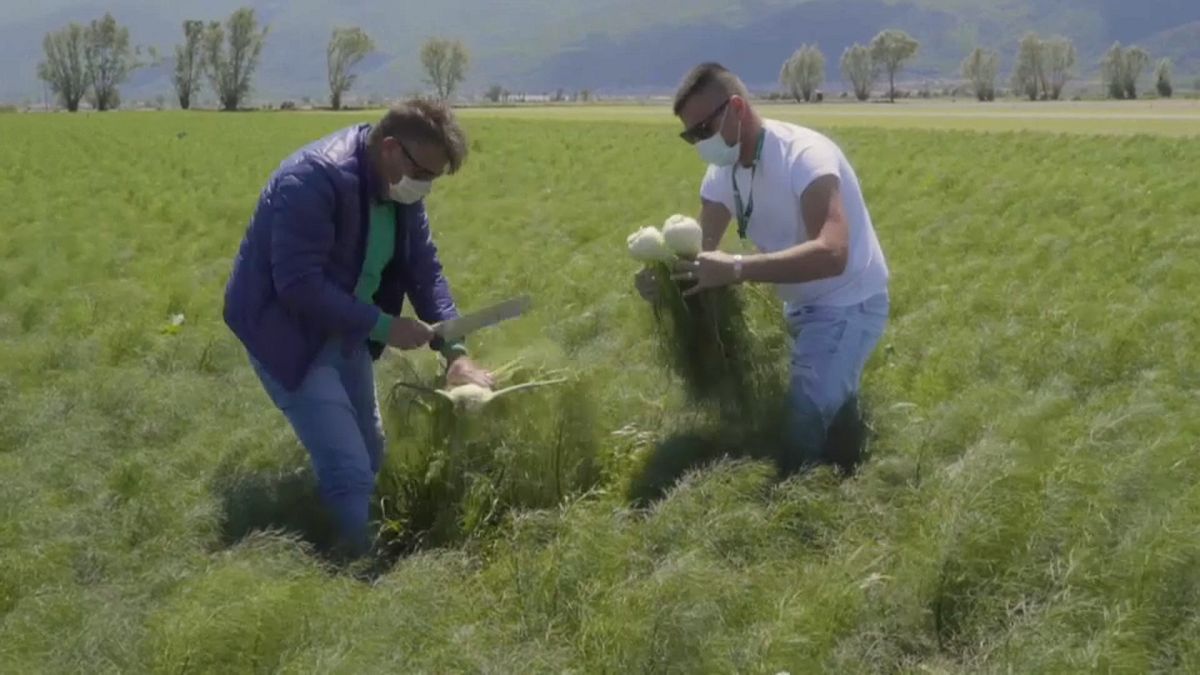 Dos trabajadores cosechan hinojo en un campo en Italia.