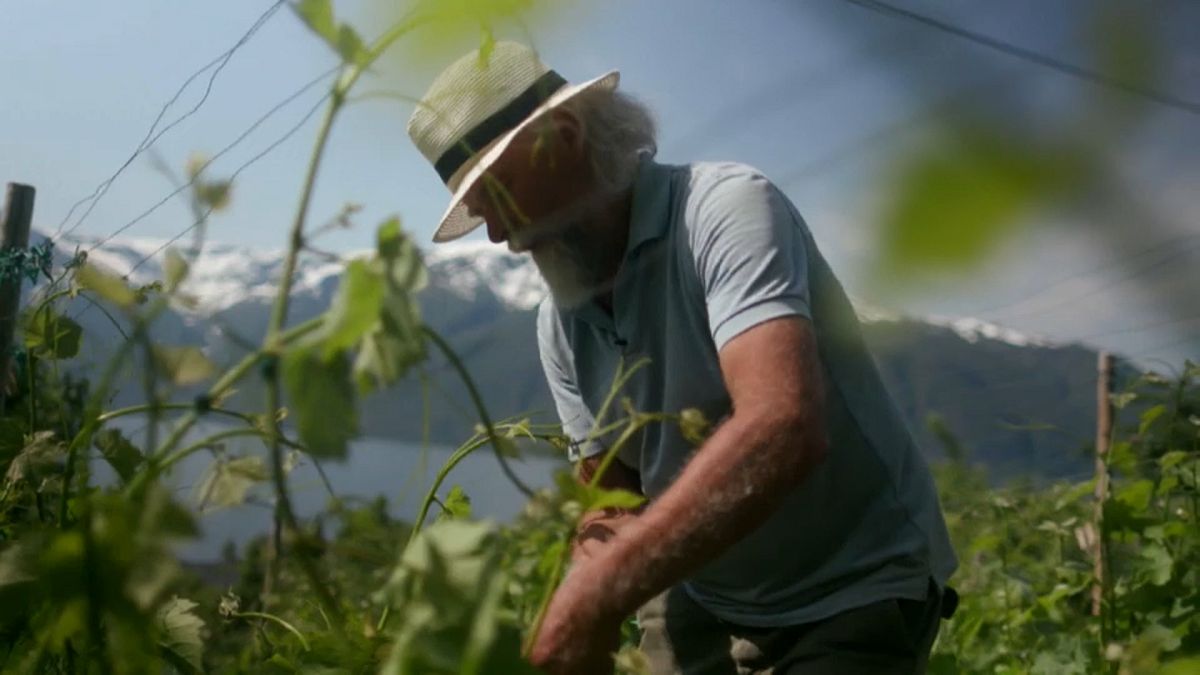 Cambio climatico: arriva in vino dei fiordi