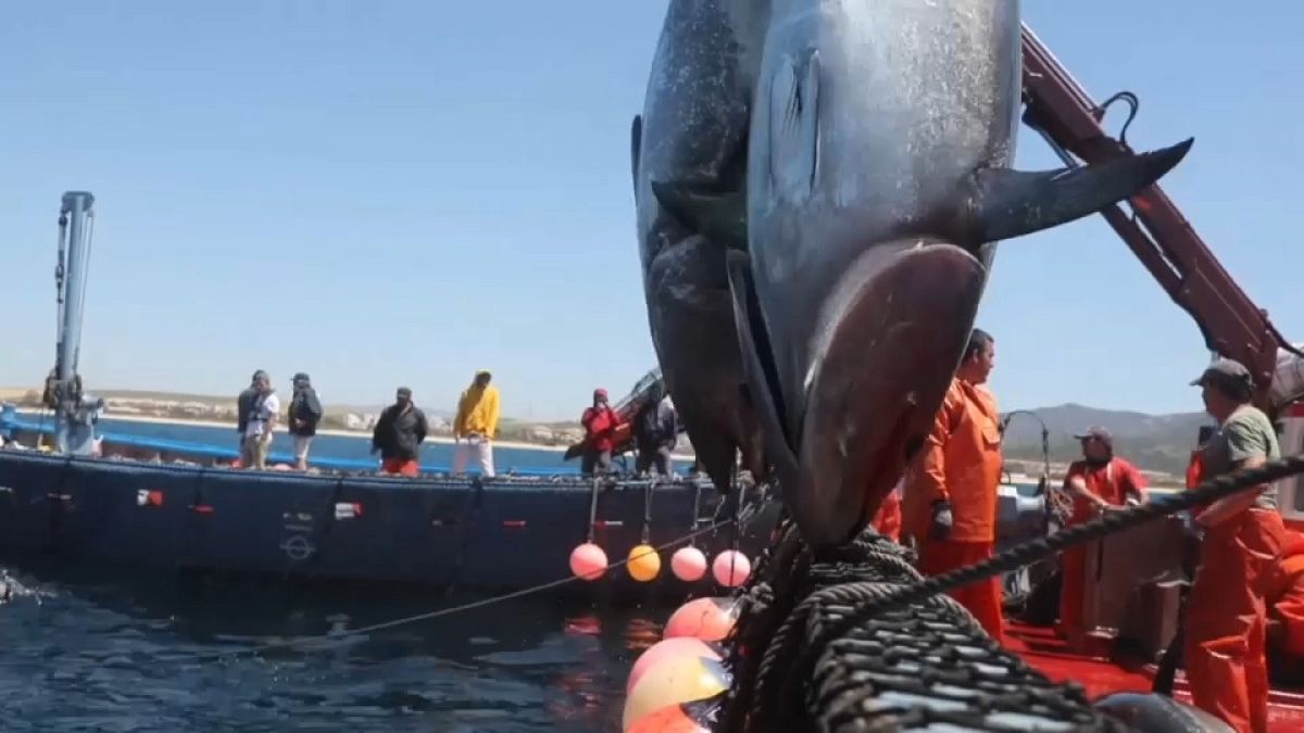 Algenplage vor Gibraltar ist Gift für Thunfischfang
