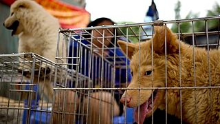 Çin'in Yulin şehrindeki köpek eti festivalinden bir kare