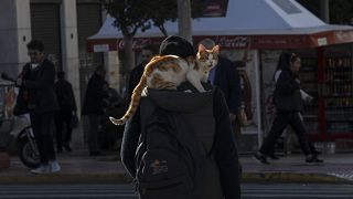 Kedisi ile yürüyen bir adam (arşiv)