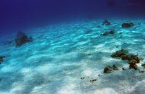 The ocean seafloor