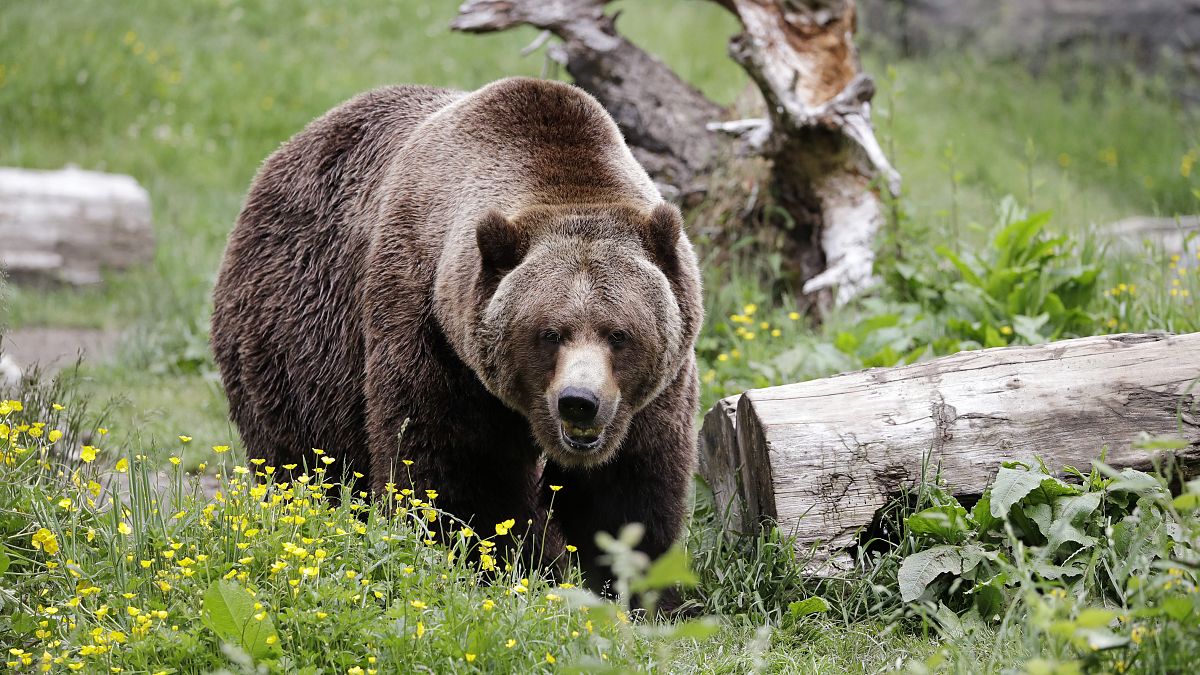 أعداد من الدببة تعيش في شمال إيطاليا
