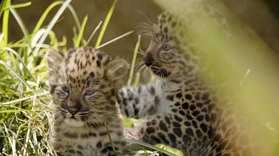 Endangered Amur leopard cubs venture out for first time at San Diego Zoo