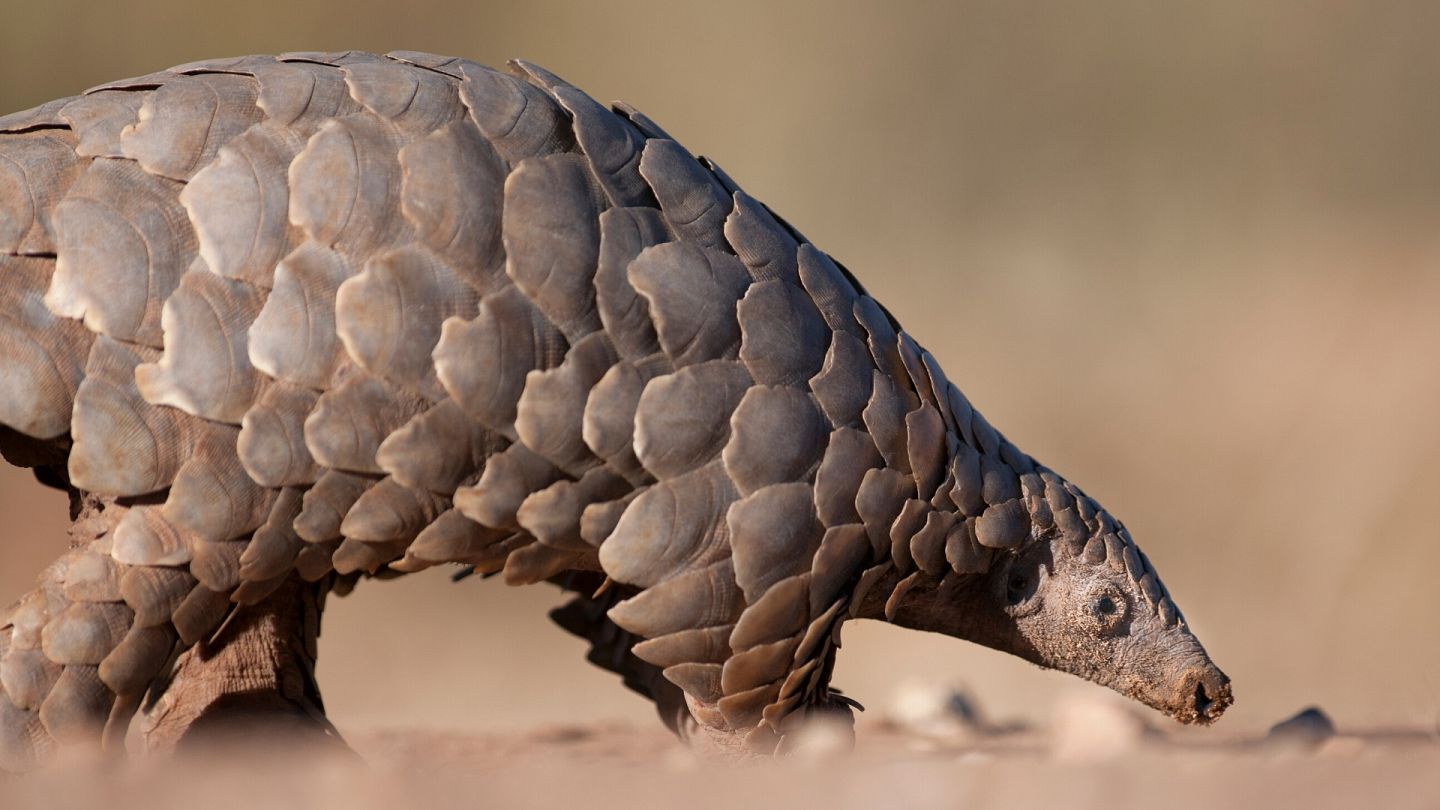 Why is the pangolin the most trafficked mammal in the world? | Euronews