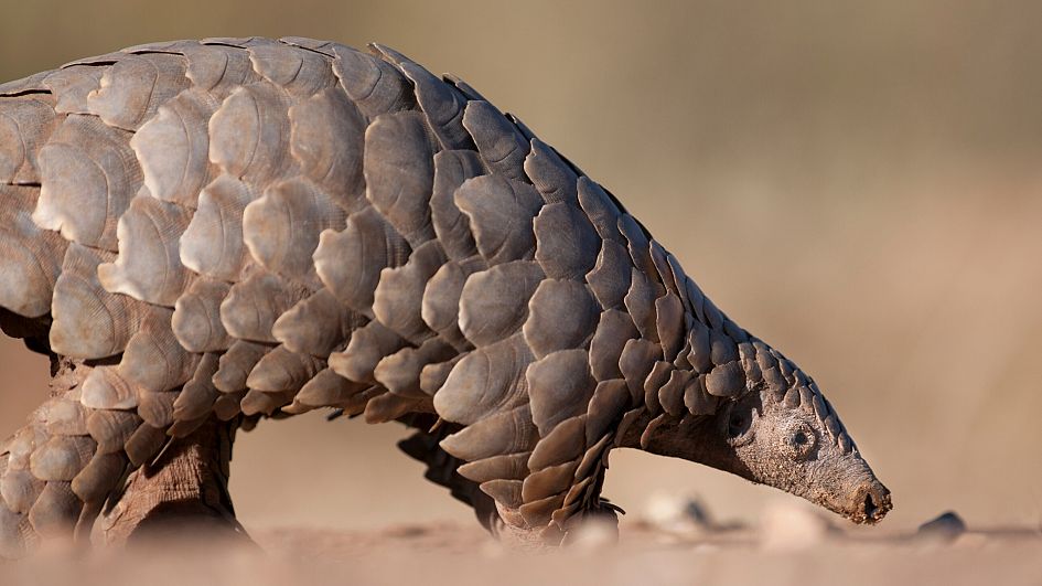 wild republic pangolin