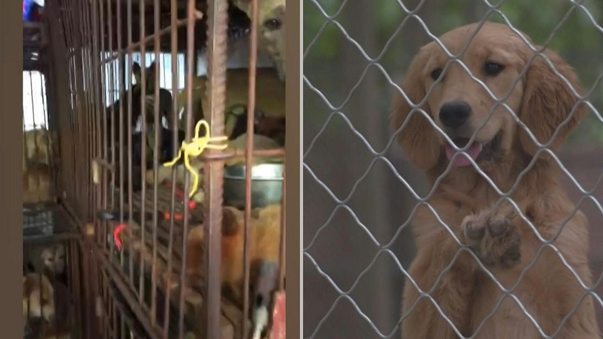 ناشطون يحاولون إنقاذ الكلاب قبل أن يلتهمها الناس في مهرجان "لحوم الكلاب" السنوي بالصين