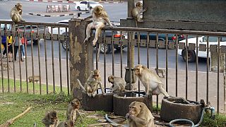 Lopburi, Stadt der Affen