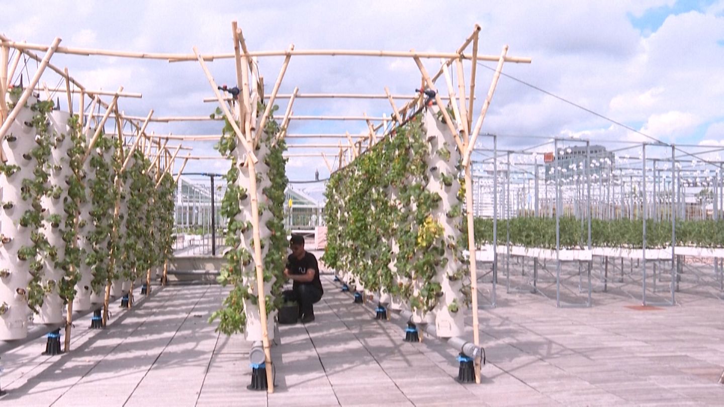 This rooftop garden in Paris could be the future of food production | Euronews