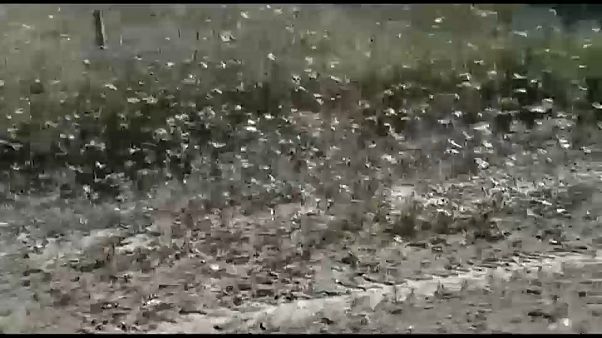 Argentinien: Heuschrecken fressen alles auf Argentinien: Heuschrecken fressen alles auf