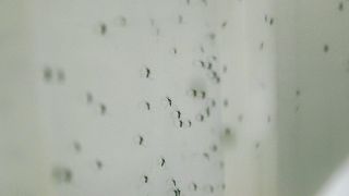  البعوض لا ينقل فيروس كورونا المستجد