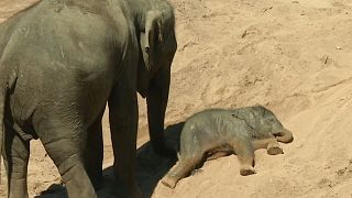 بچه فیل ۱۰۰ کیلویی به جمع فیل‌های باغ‌وحش  کلن اضافه شد