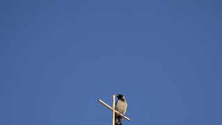 Un pájaro sobre  la cruz del Santo Seplucro en Jerusalén