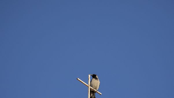 Un pájaro sobre la cruz del Santo Seplucro en Jerusalén Un pájaro sobre la cruz del Santo Seplucro en Jerusalén