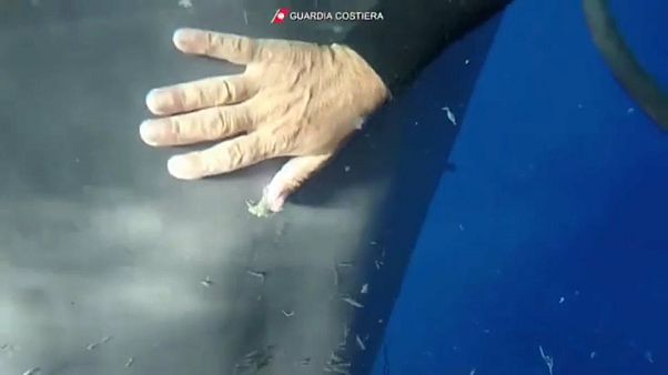 Taucher befreien Pottwal aus Fischernetz Taucher befreien Pottwal aus Fischernetz