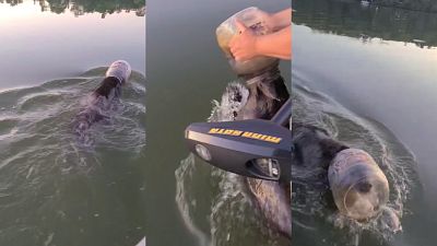 Family rescue a bear trapped in a plastic container in Wisconsin, US Family rescue a bear trapped in a plastic container in Wisconsin, US