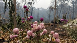 Planting grass is key to prevent future Australian wildfires