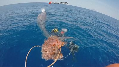 10 méteres bálnát mentettek meg az olasz búvárok