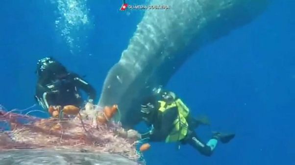 Pris dans des filets, un jeune cachalot sauvé au large de la Sicile Pris dans des filets, un jeune cachalot sauvé au large de la Sicile