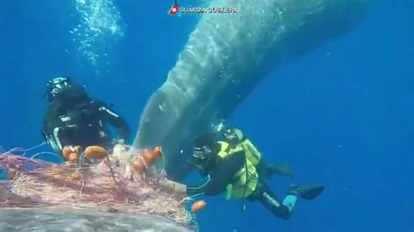 Un cachalote atrapado en redes de pesca ilegal Un cachalote atrapado en redes de pesca ilegal