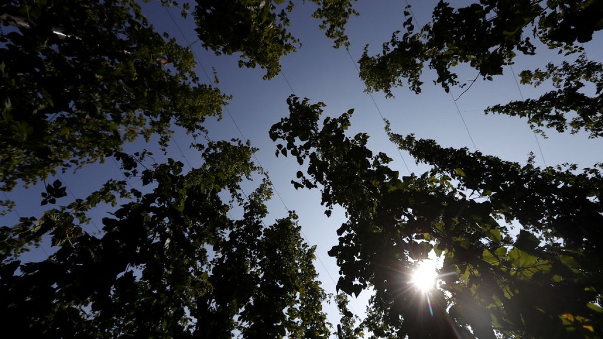 In this picture taken Wednesday, Aug. 29, 2018, hops plant are silhouetted against the sun at a hopfield near the village of Rocov, Czech Republic