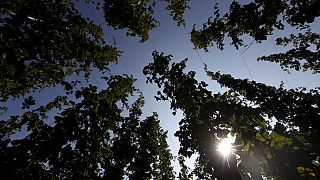 In this picture taken Wednesday, Aug. 29, 2018, hops plant are silhouetted against the sun at a hopfield near the village of Rocov, Czech Republic