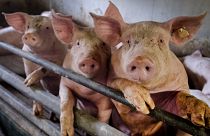 Pigs are seen in a shed of a pig farm with 800 pigs in Harheim near Frankfurt, Germany, June 19, 2020.