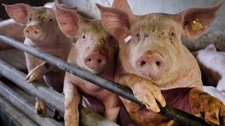 Pigs are seen in a shed of a pig farm with 800 pigs in Harheim near Frankfurt, Germany, June 19, 2020. 