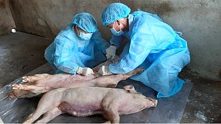 Çin'de domuzlarda farklı bir virüs tespit edildi: 'Yeni pandemi riski taşıyor'