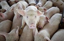   آیا ویروس آنفولانزای خوکی منشا یک بیماری همه‌گیر دیگر خواهد بود؟