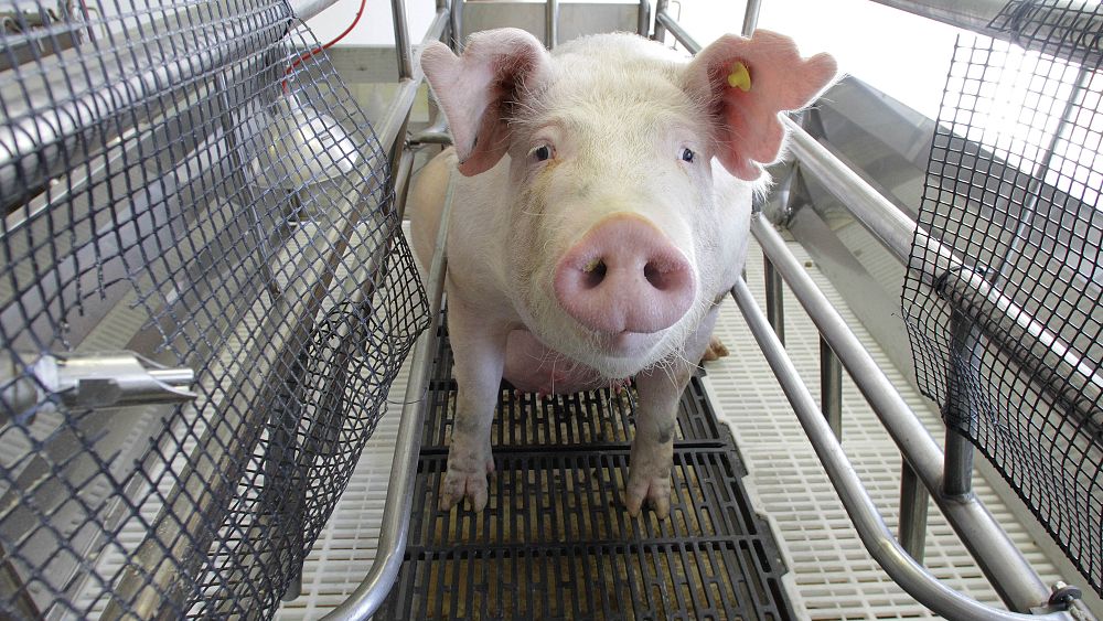 Les Chinois ont l'oeil sur un nouveau virus : il a tout le potentiel pour provoquer une pandémie