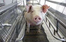 Archives : un élevage de porcs aux Etats-Unis, le 11 août 2012
