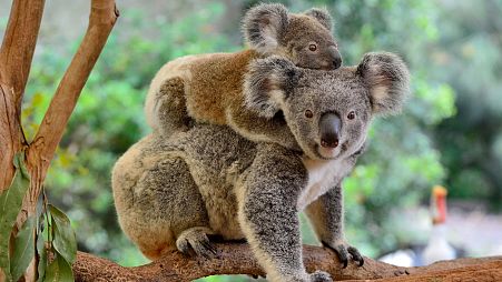 Koalas in New South Wales, Australia