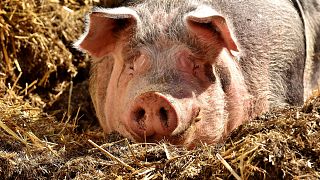 Обнаружен новый штамм свиного гриппа, который может привести к пандемии