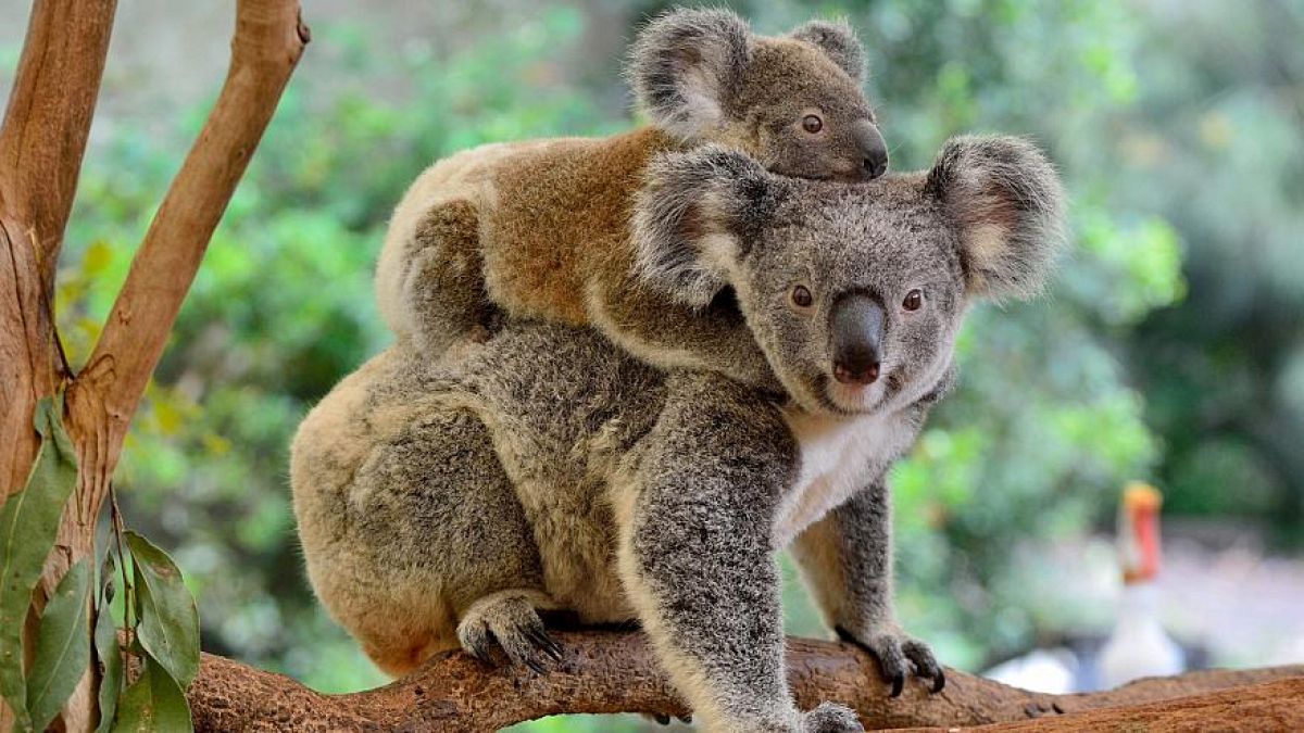 Koalas in New South Wales, Australien