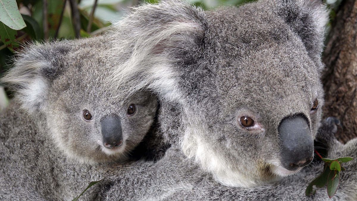Des koalas