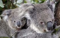 Koalák egy állatkertben Sydney-ben