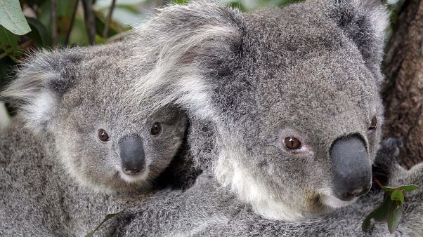 Koalák egy állatkertben Sydney-ben Koalák egy állatkertben Sydney-ben