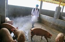آنفولانزای خوکی در سال ۲۰۰۹ در چین