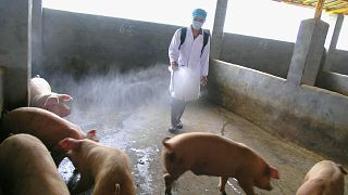 آنفولانزای خوکی در سال ۲۰۰۹ در چین