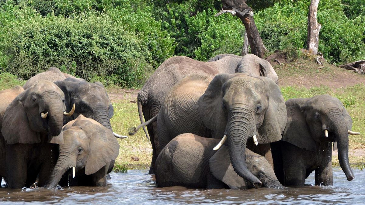 Botsvana'da 350'den fazla filin 'gizemli' ölüm nedeni açıklanamıyor
