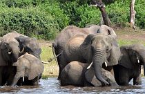 Botsvana'da 350'den fazla filin 'gizemli' ölüm nedeni açıklanamıyor