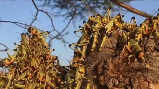 La plaga de langostas amenaza el suministro alimentario de Kenia
