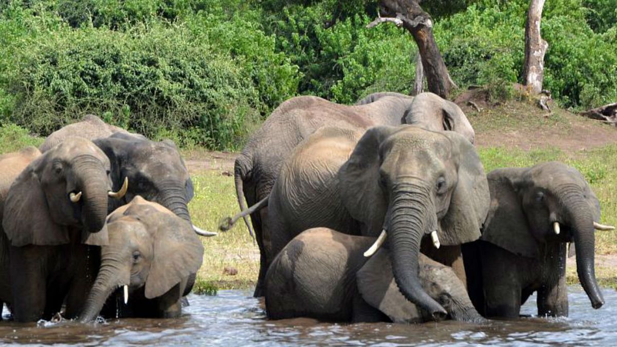 مرگ اسرارآمیز دست‌کم ۲۷۵ فیل در بوتسوانا