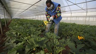Μετανάστης δουλεύει ως αγρότης στην Ιταλία