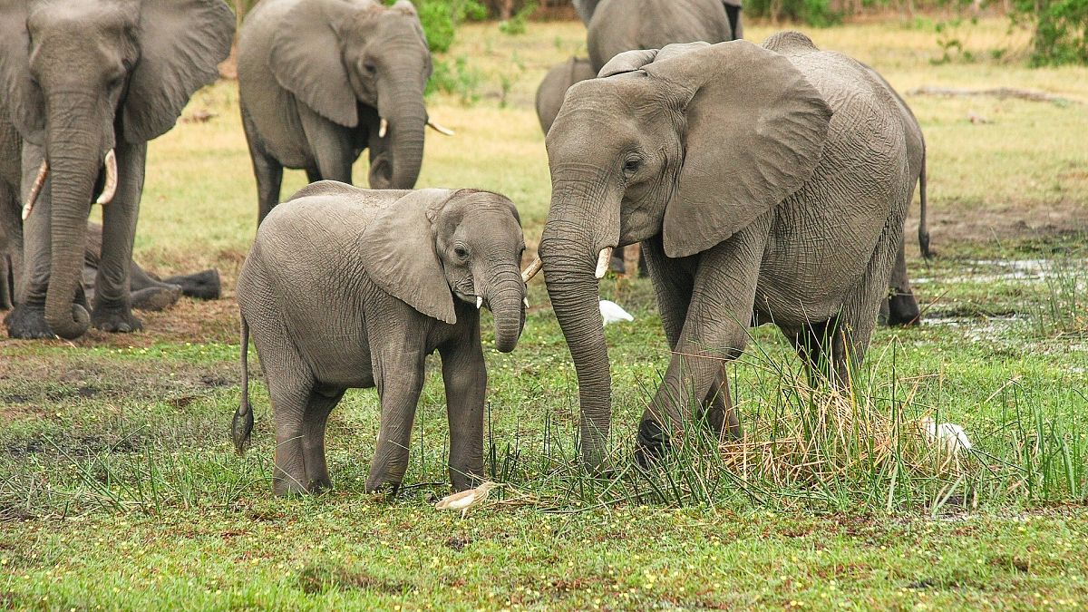 В Ботсване при загадочных обстоятельствах умерли более 350 слонов